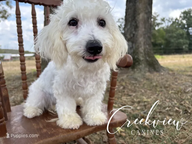 Beth – Havachon puppy for sale in Niangua, MO