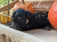 Almonzo, a male Havanese for sale in Niangua, MO – 3 of 5