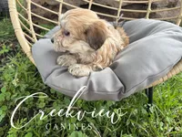 Karla, a female Havanese for sale in Niangua, MO – 4 of 8