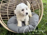 Meg, a female Havachon for sale in Niangua, MO – 4 of 7