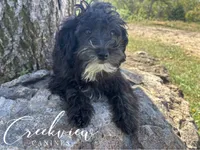 Moon Pie **SPAY INCLUDED**, a female Havapoo for sale in Niangua, MO – 2 of 10