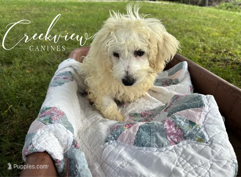 Beth – Havachon puppy for sale in Niangua, MO