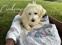 Beth, a female Havachon for sale in Niangua, MO – 1 of 10