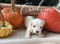 Willy, a male Havanese for sale in Niangua, MO – 6 of 6