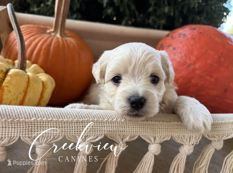 Laura – Havanese puppy for sale in Niangua, MO