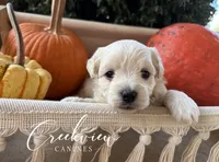 Laura, a male Havanese for sale in Niangua, MO – 1 of 5