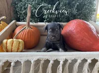 Magnolia, a female Miniature Schnauzer for sale in Niangua, MO – 5 of 6