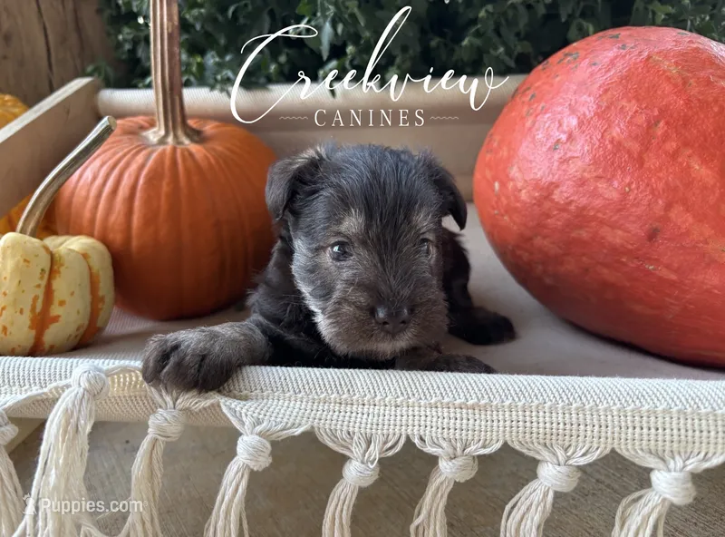 Mason – Miniature Schnauzer puppy for sale in Niangua, MO