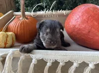 Mason, a male Miniature Schnauzer for sale in Niangua, MO – 1 of 5