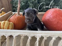 Magnolia, a female Miniature Schnauzer for sale in Niangua, MO – 2 of 6