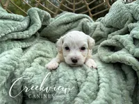 Beth, a female Havachon for sale in Niangua, MO – 5 of 6