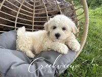 Amy, a female Havachon for sale in Niangua, MO – 4 of 10