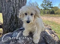 Nugget **Neuter Included**, a male Havapoo for sale in Niangua, MO – 2 of 8