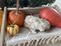 Daisy, a female Havanese for sale in Niangua, MO – 8 of 8