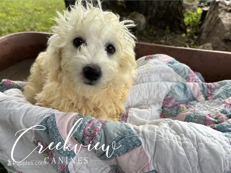 Meg – Havachon puppy for sale in Niangua, MO