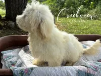 Amy, a female Havachon for sale in Niangua, MO – 4 of 10