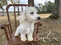 Beth *Spay Included*, a female Havachon for sale in Niangua, MO – 3 of 10