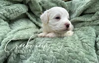 Meg, a female Havachon for sale in Niangua, MO – 5 of 6