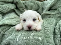 Meg, a female Havachon for sale in Niangua, MO – 1 of 6