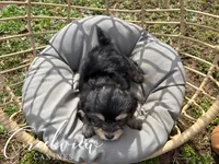 Darling, a female Havanese for sale in Niangua, MO – Photo 3 of 3