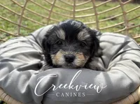 Darling, a female Havanese for sale in Niangua, MO – Photo 1 of 3