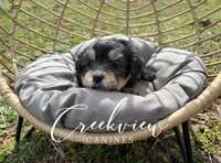 Darling, a female Havanese for sale in Niangua, MO – Photo 2 of 3