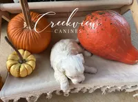 Willy, a male Havanese for sale in Niangua, MO – 5 of 6