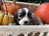 Albert, a male Havanese for sale in Niangua, MO – 5 of 5