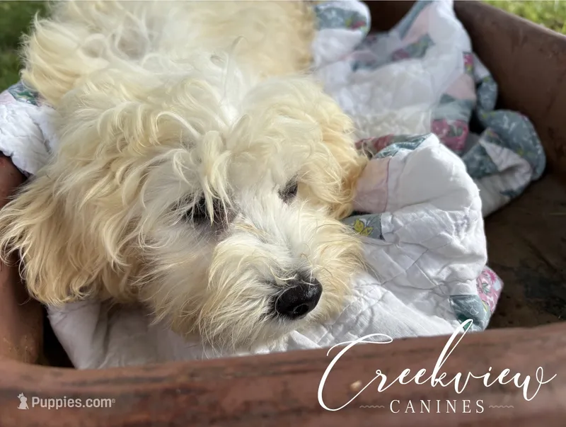 Louisa – Havachon puppy for sale in Niangua, MO