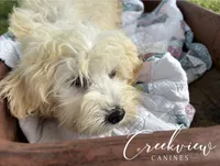 Louisa, a female Havachon for sale in Niangua, MO – 1 of 10