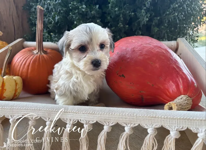 Daisy – Havanese puppy for sale in Niangua, MO