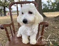 Beth *Spay Included*, a female Havachon for sale in Niangua, MO – 4 of 10