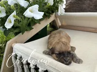 Katie, a female Havanese for sale in Niangua, MO – 7 of 8
