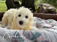 Meg, a female Havachon for sale in Niangua, MO – 3 of 10