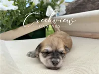 Karla, a female Havanese for sale in Niangua, MO – 7 of 8