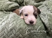 Jo, a female Havachon for sale in Niangua, MO – 3 of 9