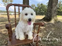 Meg* Spay Included*, a female Havachon for sale in Niangua, MO – 4 of 10