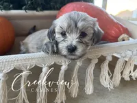 Max, a male Havanese for sale in Niangua, MO – 2 of 6