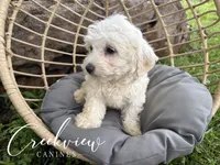 Meg, a female Havachon for sale in Niangua, MO – 3 of 7