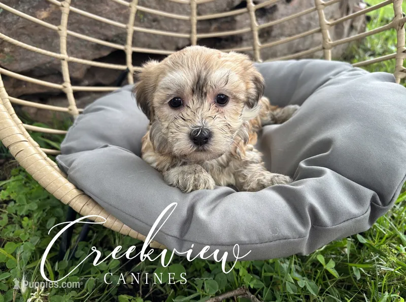 Karla – Havanese puppy for sale in Niangua, MO
