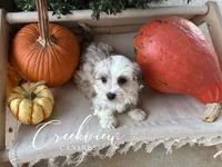 Daisy, a female Havanese for sale in Niangua, MO – 5 of 8