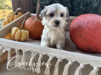 Daisy, a female Havanese for sale in Niangua, MO – 3 of 8