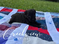 Woodrow, a male Schnoodle for sale in Niangua, MO – Photo 9 of 10