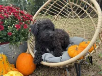Woodrow, a male Schnoodle for sale in Niangua, MO – Photo 4 of 10