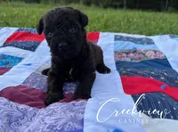 Woodrow, a male Schnoodle for sale in Niangua, MO – Photo 8 of 10