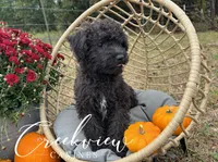 Woodrow, a male Schnoodle for sale in Niangua, MO – Photo 2 of 10