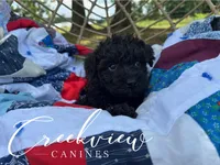 Woodrow, a male Schnoodle for sale in Niangua, MO – Photo 6 of 10