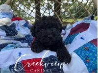 Woodrow, a male Schnoodle for sale in Niangua, MO – Photo 5 of 10