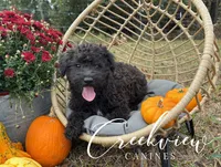 Woodrow, a male Schnoodle for sale in Niangua, MO – Photo 3 of 10