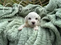 Beth, a female Havachon for sale in Niangua, MO – 2 of 6